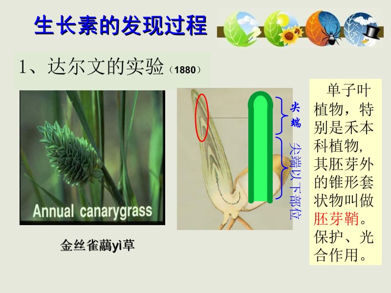 3.1《植物生长素的发现》课件李东勇.ppt_第3页