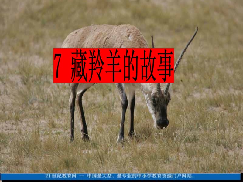 7藏羚羊的故事课件(1).ppt_第1页
