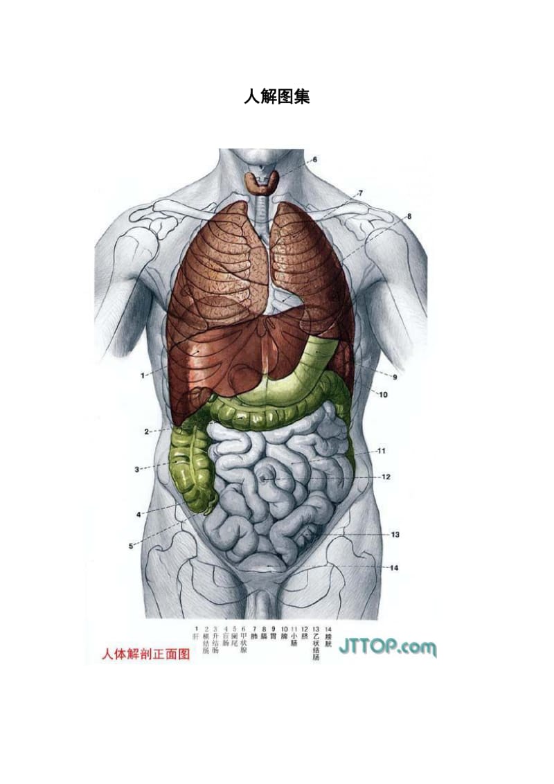 [医学]人解图集.doc_第1页