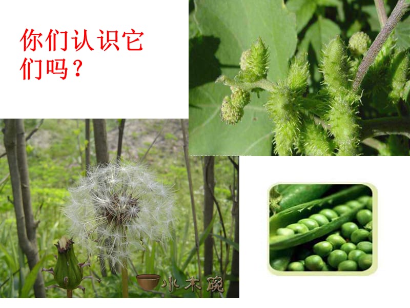 《植物妈妈有办法》ppt王文仙.ppt_第2页