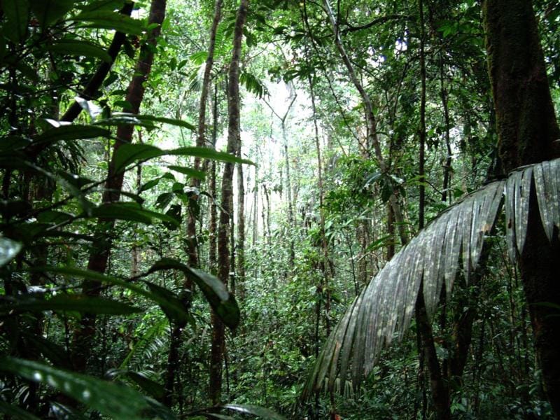 《雨林的毁灭——世界性灾难》ppt课件.ppt_第2页