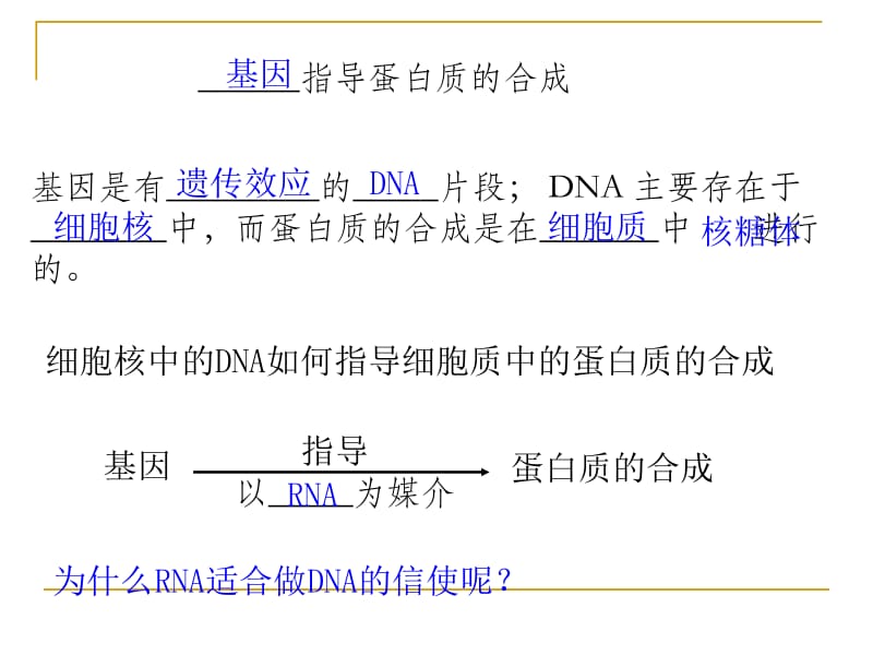 4.1《基因指导蛋白质的合成》课件曾燕红.ppt_第3页