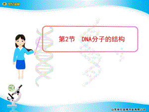 3.2《DNA分子的结构》课件6.ppt