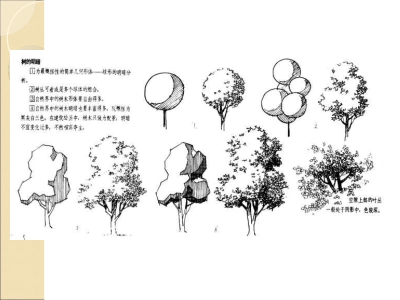 风景速写中树的表现-课件1.ppt_第3页