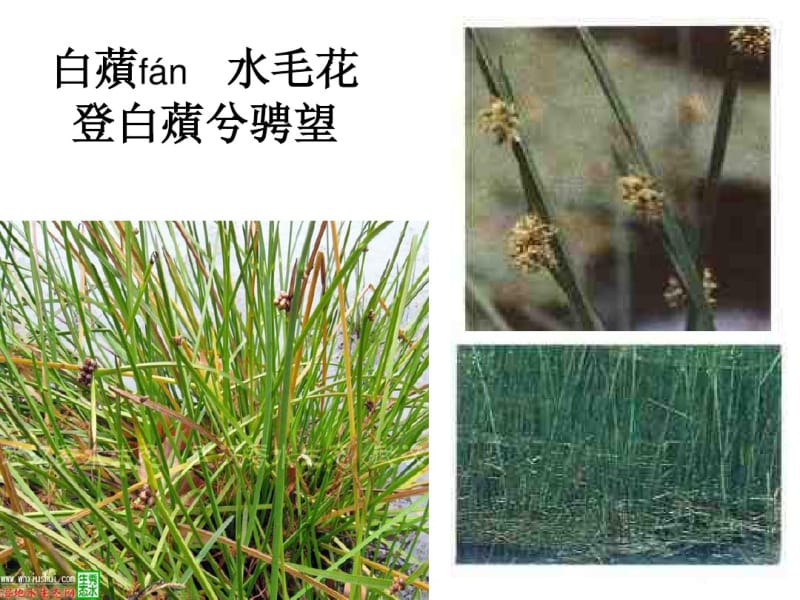 屈原《湘夫人》植物图谱说明.pdf_第1页