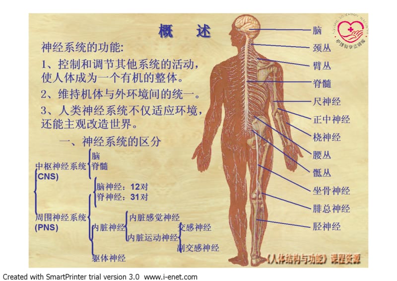 3-1-电子教案-神经系之中枢系统.pdf_第2页