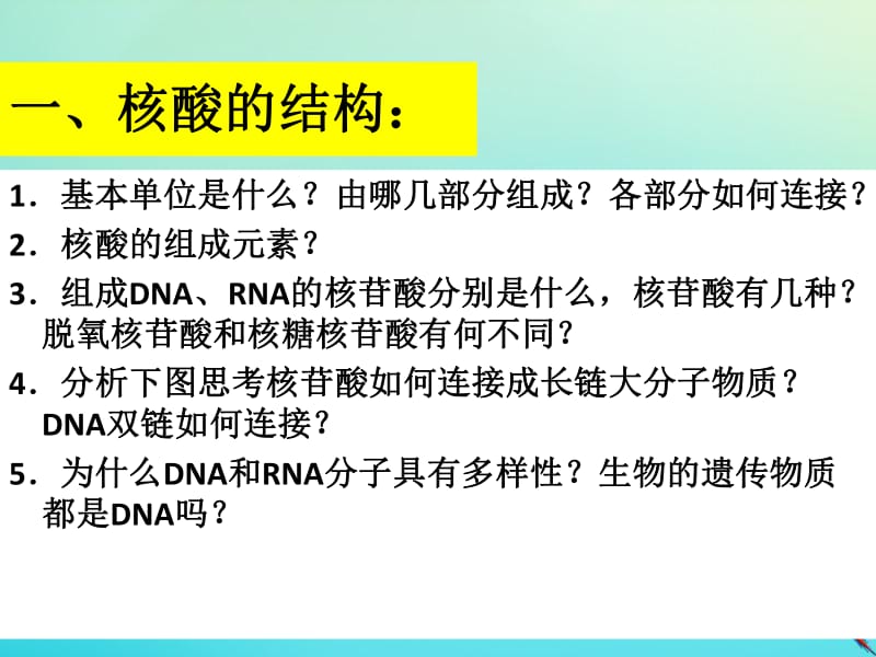 2019-2020学年高中生物第2章第3节遗传信息的携带者--核酸课件新人教版必修1.pdf_第3页