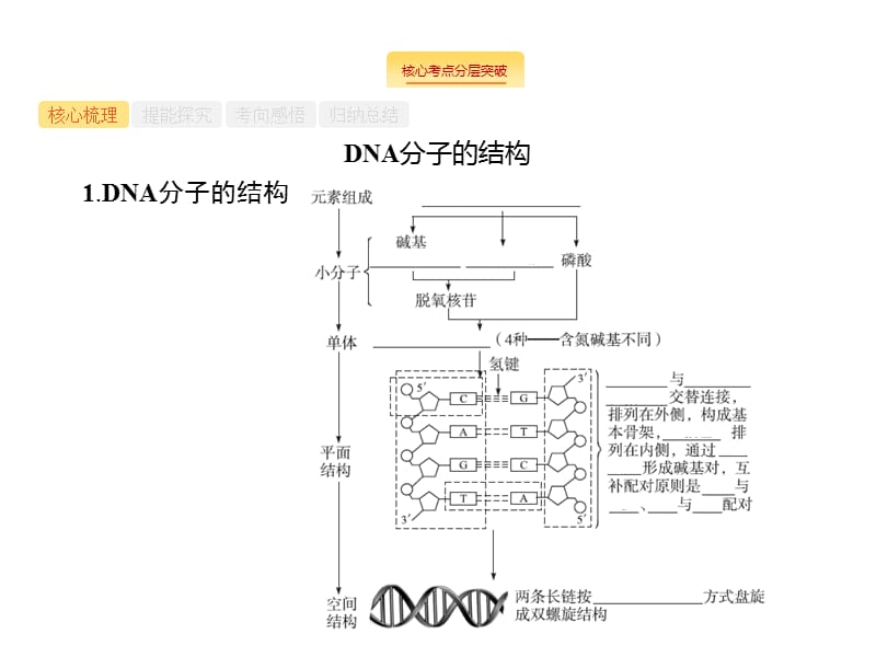 2020版广西高考生物人教一轮复习课件：第7单元 第2讲　DNA分子的结构和复制　基因是具有遗传效应的DNA片段 .pptx_第3页