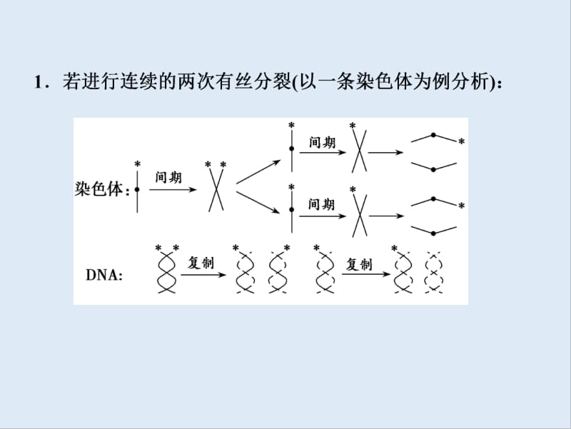 2019版一轮优化探究生物（人教版）课件：第六单元 微专题六 图解法分析细胞分裂过程中染色体的标记情况 .pdf_第3页