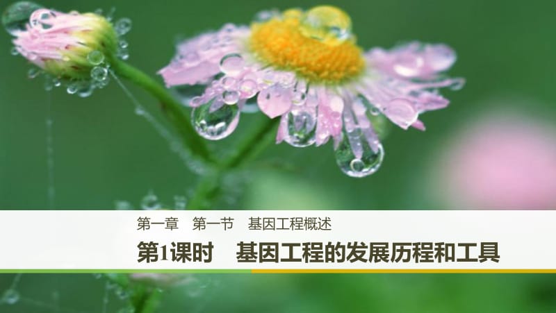 2019_2020学年高二苏教版生物选修三课件：1.1.1 基因工程的发展历程和工具 .pdf_第1页