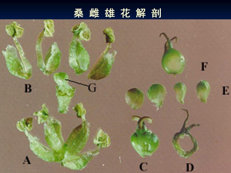 被子植物分科1.2.ppt_第3页