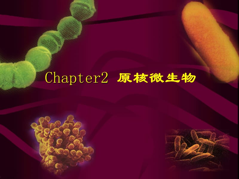 Chapter2原核微生物.ppt_第1页