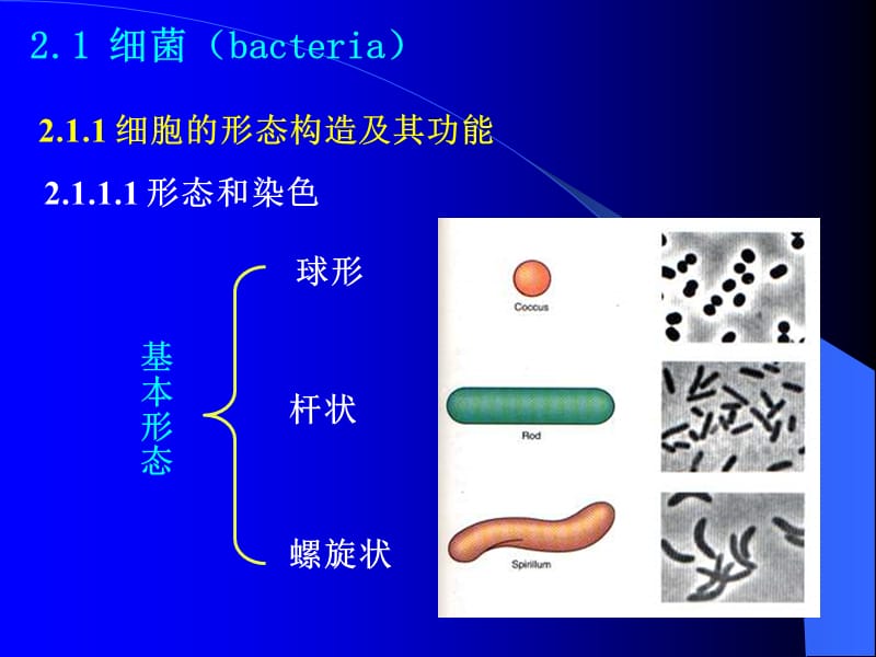 Chapter2原核微生物.ppt_第3页