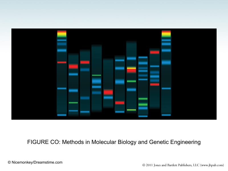 分子生物学（双语）3 Methods in Molecular Biology and Genetic Engineering.ppt_第2页