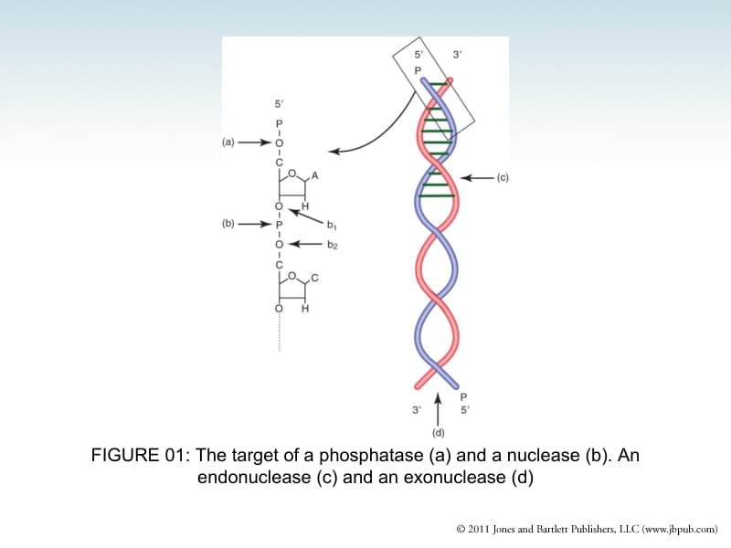 分子生物学（双语）3 Methods in Molecular Biology and Genetic Engineering.ppt_第3页