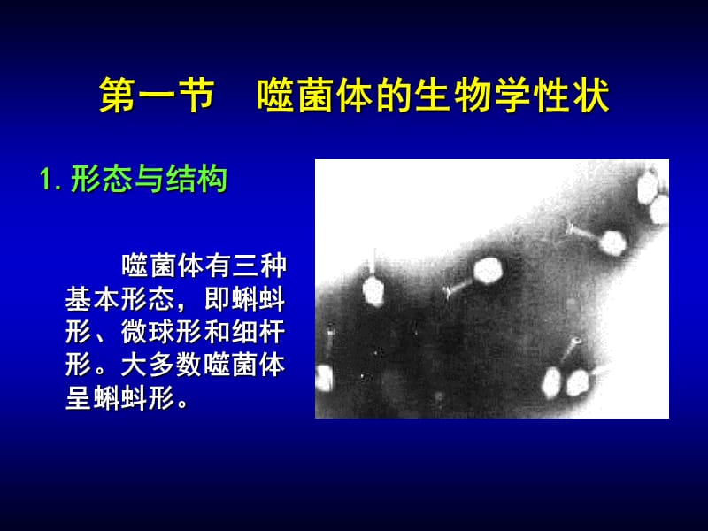 第04章噬菌体ppt课件.ppt_第3页