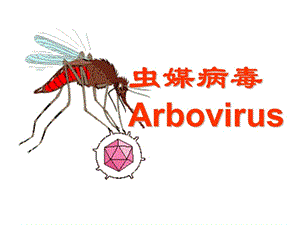 虫媒病毒Arbovirus.ppt