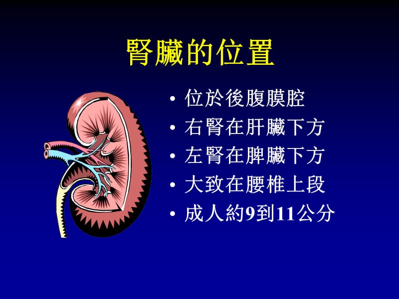 蛋白尿谈肾脏保健课件.ppt_第2页