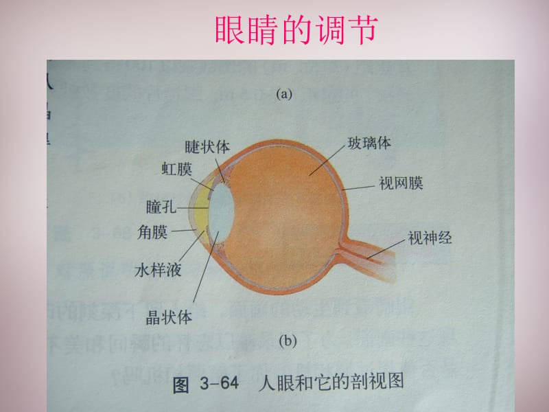 八年级物理上册3.7眼睛与光学仪器课件粤教沪版.ppt_第3页
