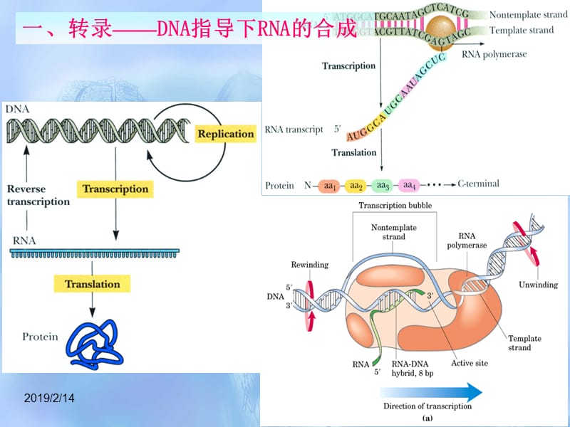 RNA的生物合成和加工.ppt_第2页