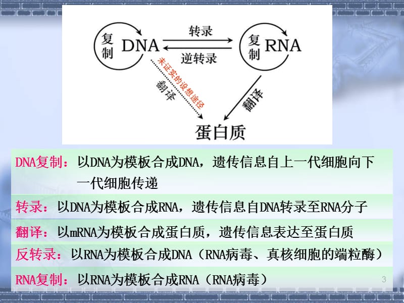 RNA的生物合成和加工.ppt_第3页