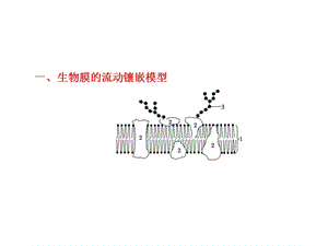 生物膜的流动镶嵌模型物质跨膜运输的方式.ppt