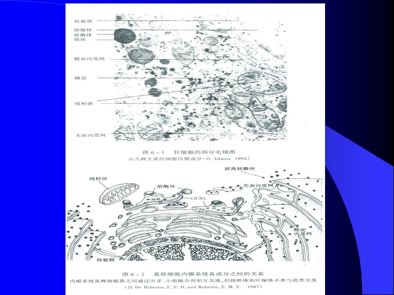 细胞生物学-3内质网和核糖体.ppt_第3页