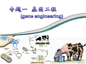 专题一 基因工程选修三DNA重组技术的基本工具,基因工程的基本操作程序,基因工程的应用,蛋白质工程的崛起.ppt