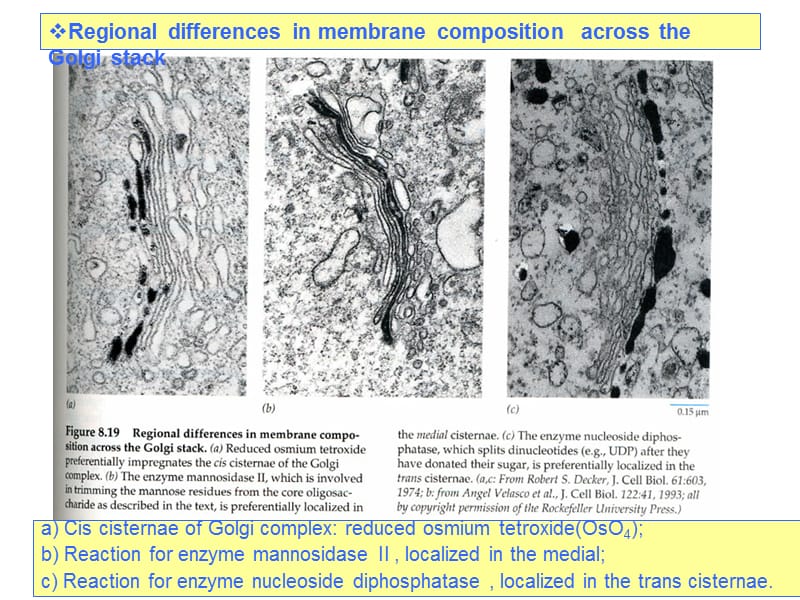 细胞质基质2.ppt_第2页