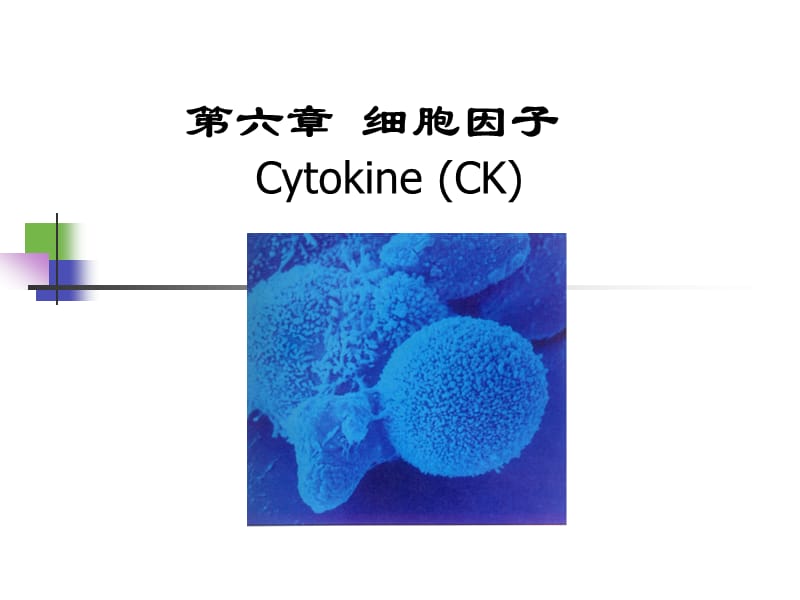 细胞因子(中文,本科).ppt_第2页