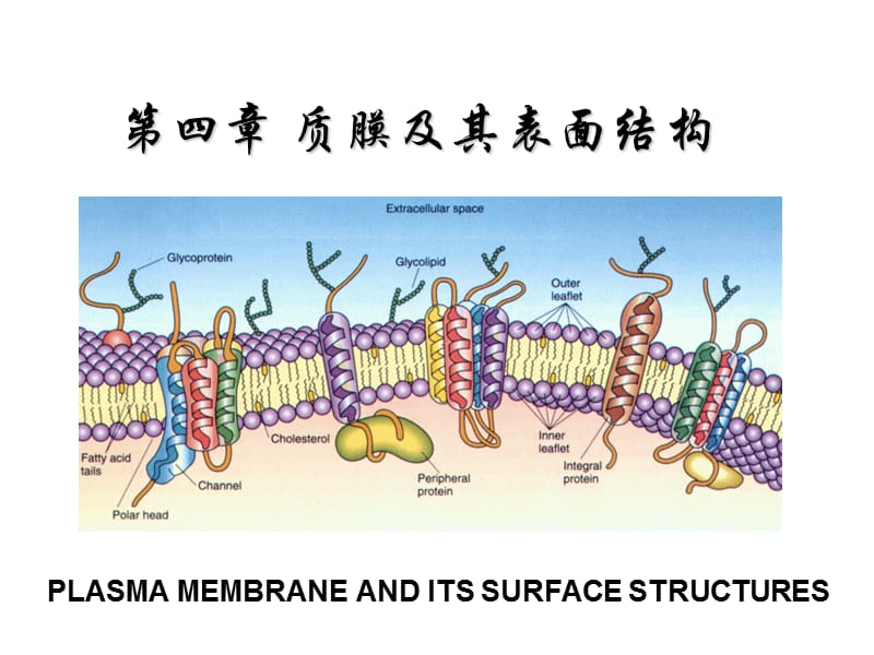 细胞生物学教程 第四章+质膜及其表面结构.ppt_第1页