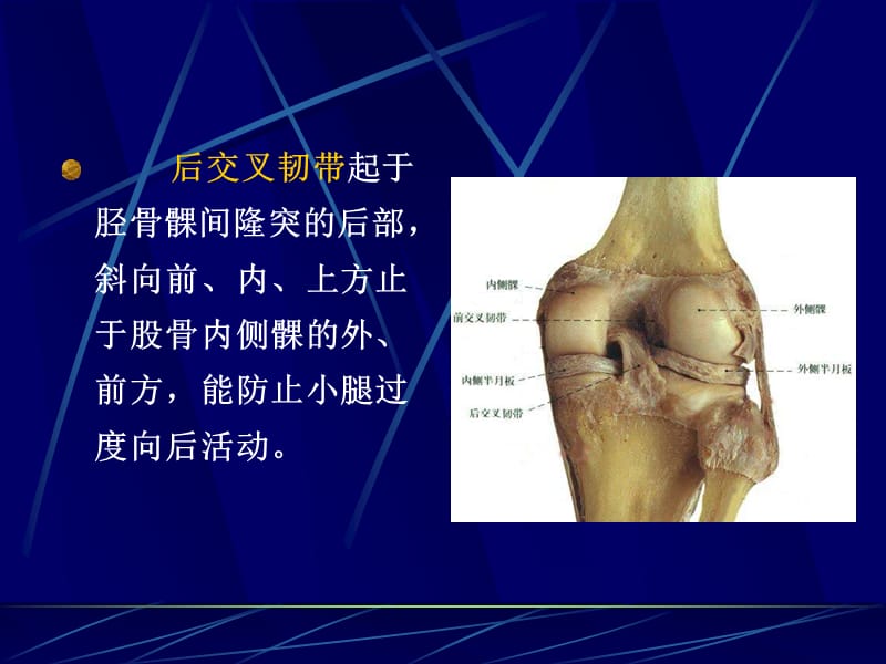 膝关节交叉韧带损伤.ppt_第3页