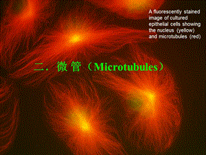细胞生物学-微管微丝.ppt