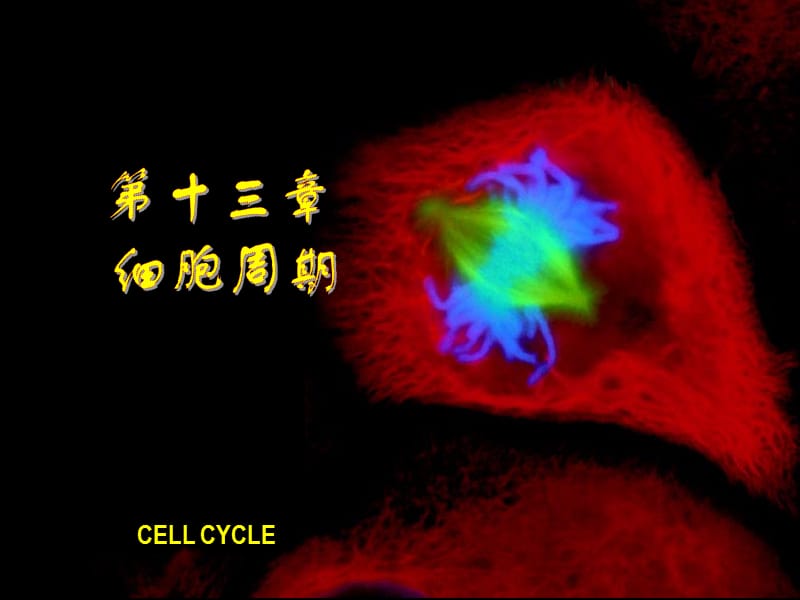 细胞生物学教程 第十三章+细胞周期.ppt_第1页