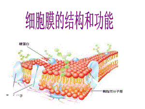 生物：《细胞膜的结构和功能》课件.ppt