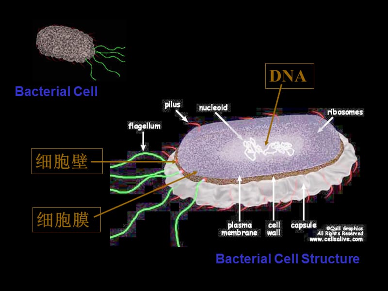 生命的结构基础细胞(新).ppt_第2页