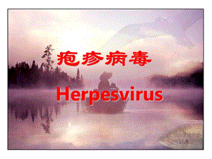 疱疹病毒Herpesvirus.ppt