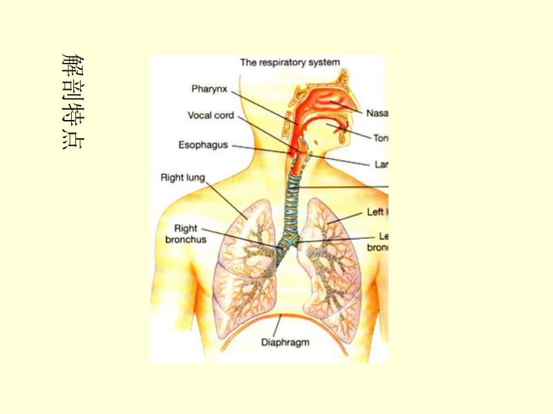 小儿呼吸系统解剖特点第一节.ppt_第3页