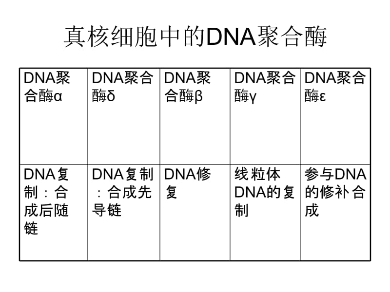 原核细胞DNA复制.ppt_第3页