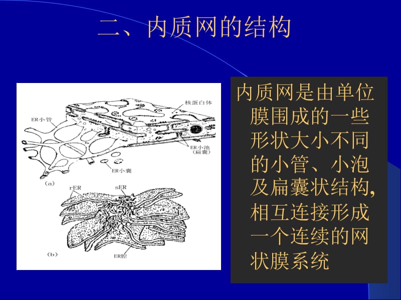 生物竞赛复习课件：内质网与高尔基体.ppt_第3页