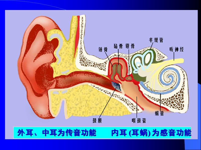 中国医科大学生理学-09-3听觉器官.ppt_第2页