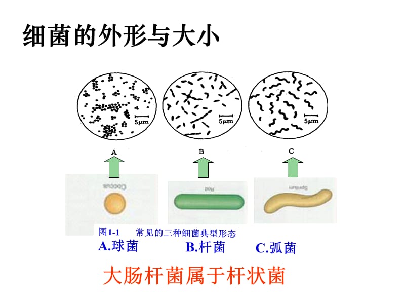 实验1-大肠杆菌的培养与分离.ppt_第3页