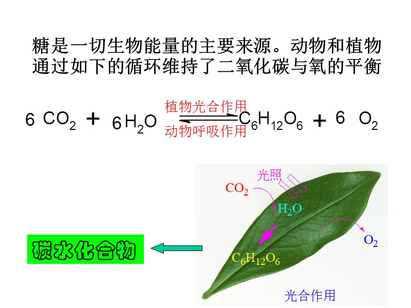 碳水化合物ppt课件.ppt_第3页