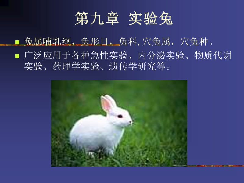 实验动物学—兔.ppt_第2页