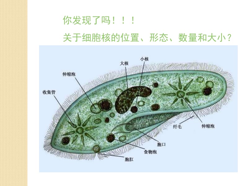 生物：《真核细胞亚显微结构》课件.ppt_第3页