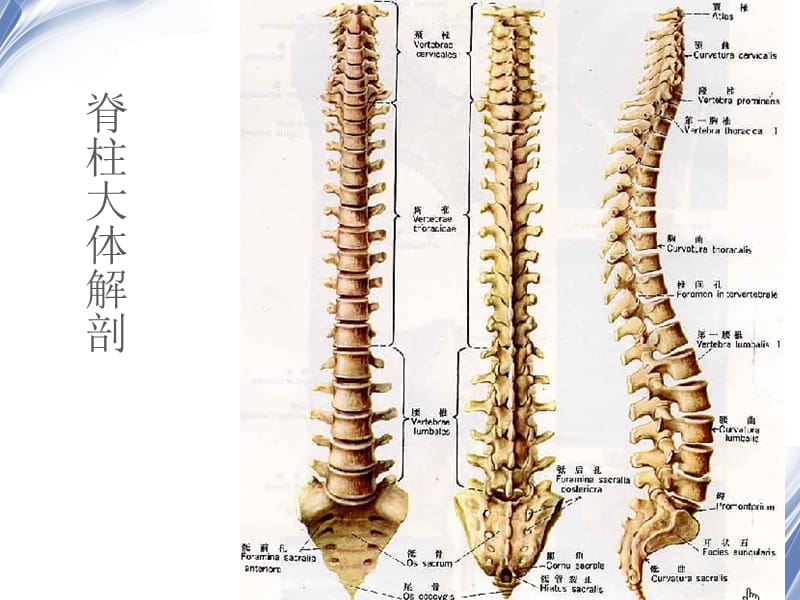 医学影像-脊柱外伤影像学表现.ppt_第2页