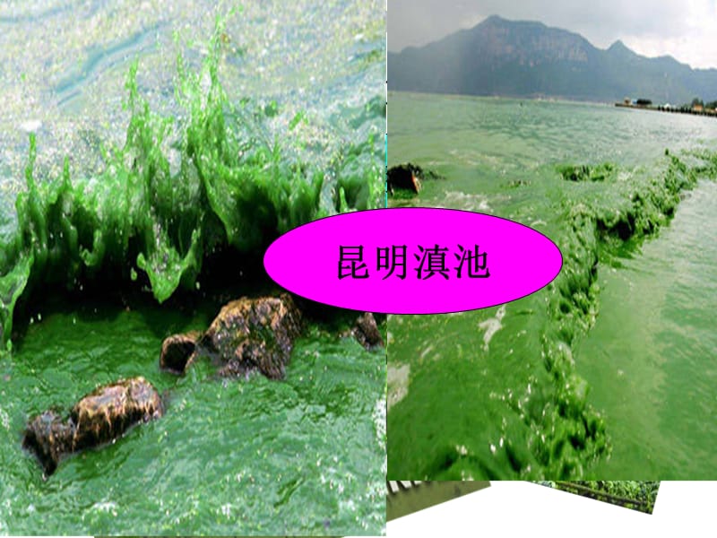 水体富营养化中藻毒素的危害与检测方法.ppt_第3页