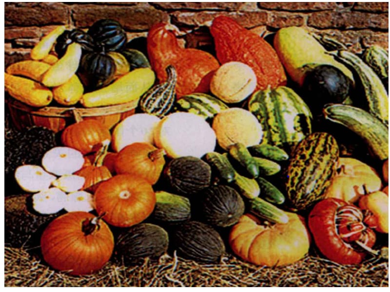 蔬菜的营养价值与保健功能.ppt_第3页