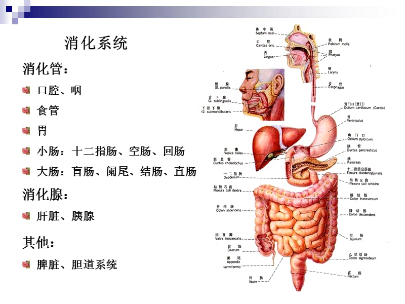 胃肠道疾病影像诊断总论.ppt_第2页