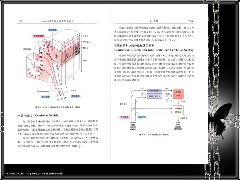 神经系统疾病定位诊断学小脑间脑和植物神经系统.ppt_第3页